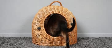 chat