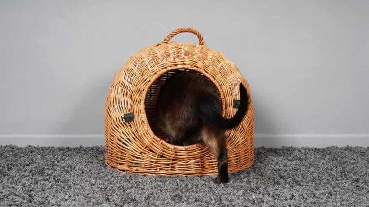 chat