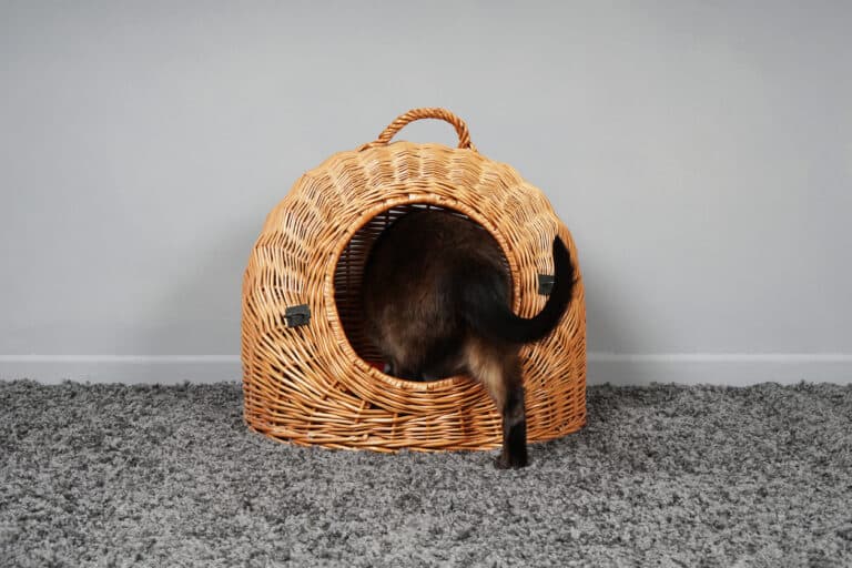 chat