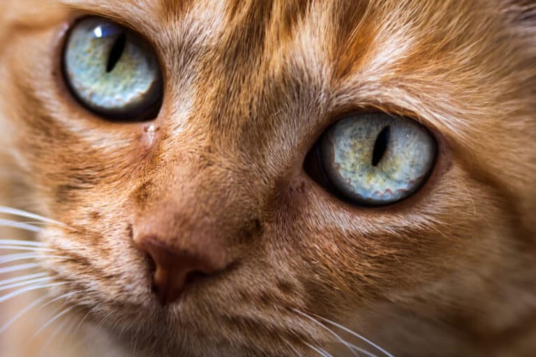 chat