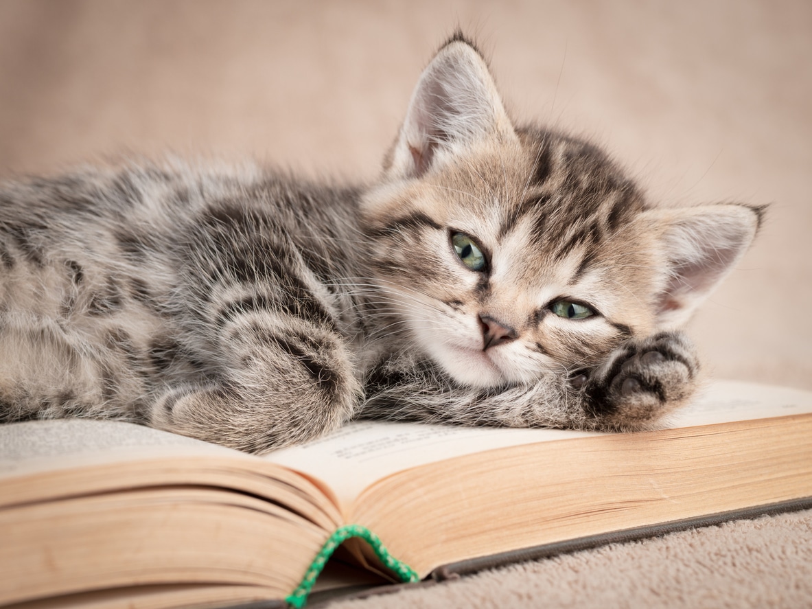 chat livre