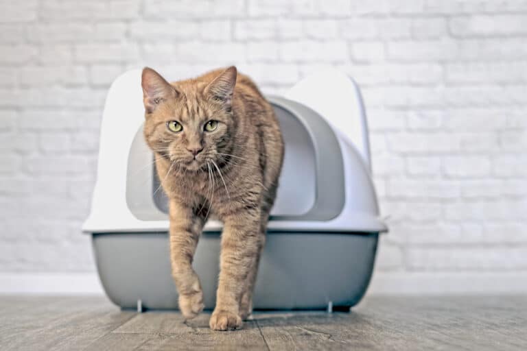 chat litière