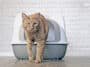 chat litière