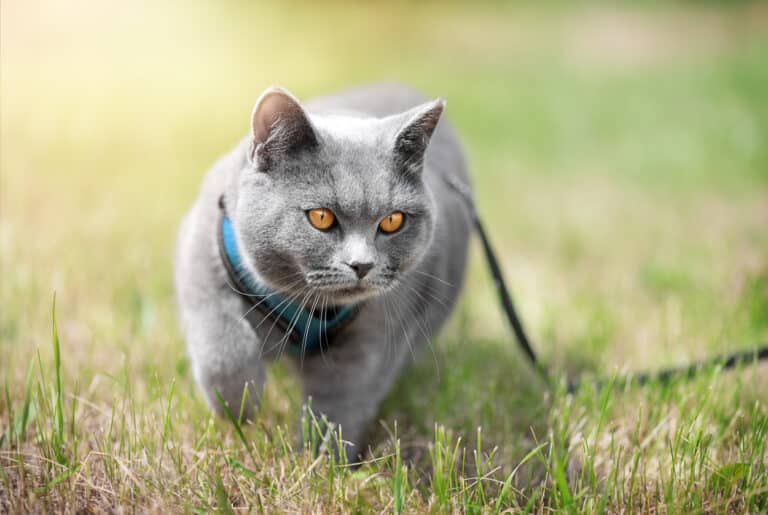 chat harnais