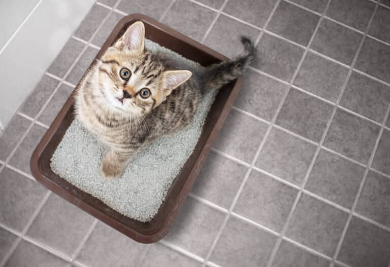 chat litière