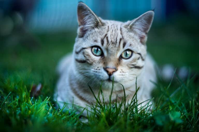 chat