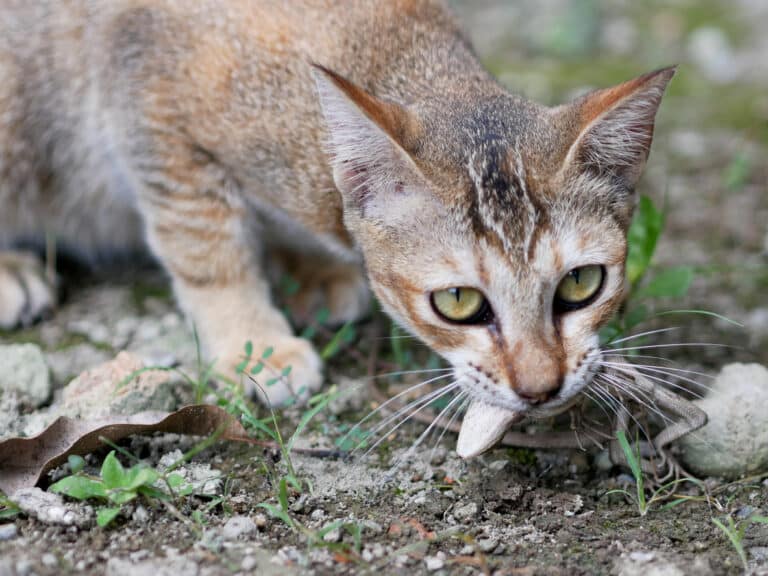chat lézard