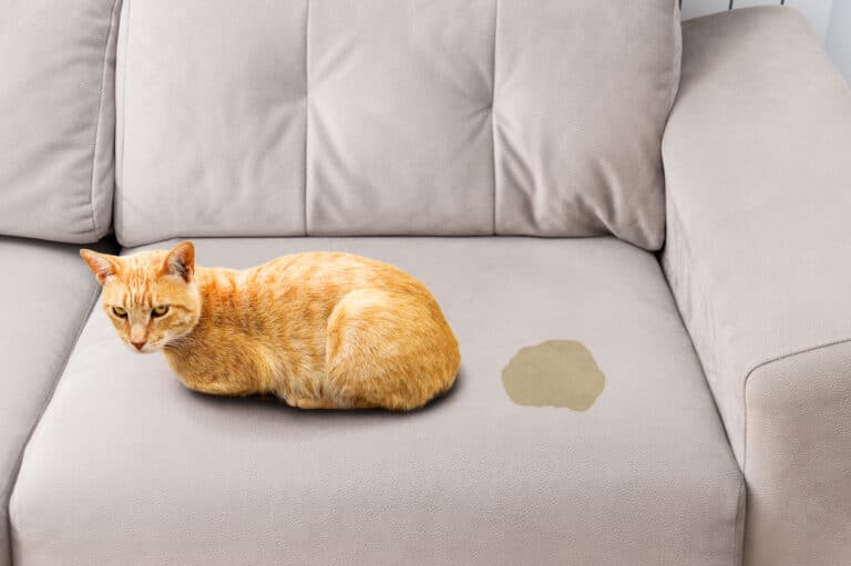 chat pipi canapé