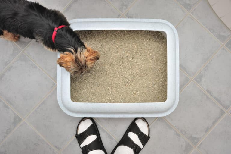chien litière