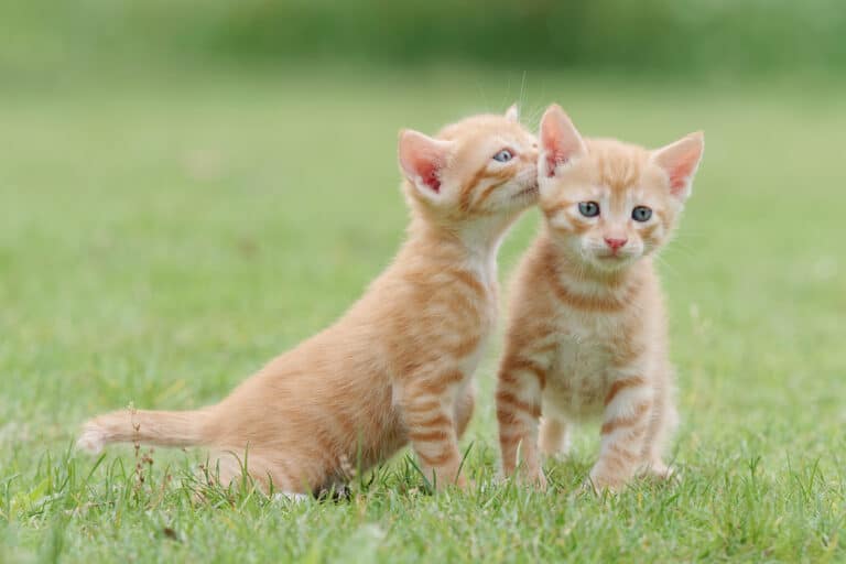 chats