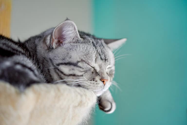 chat dort