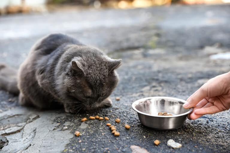 chat errant