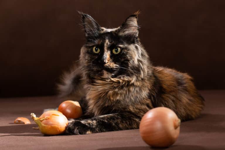 chat oignons