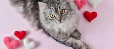 chat