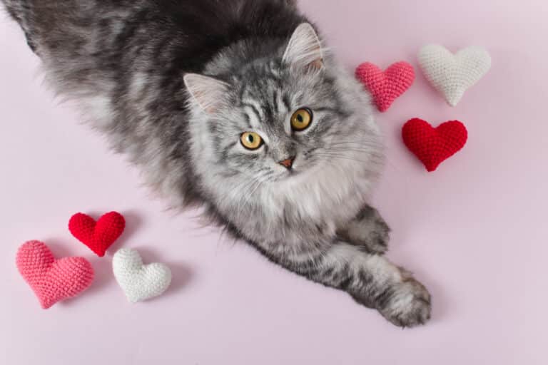 chat
