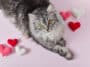 chat