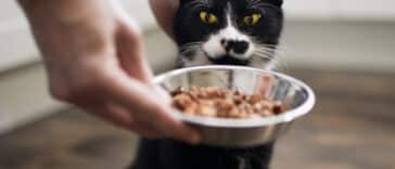 chat