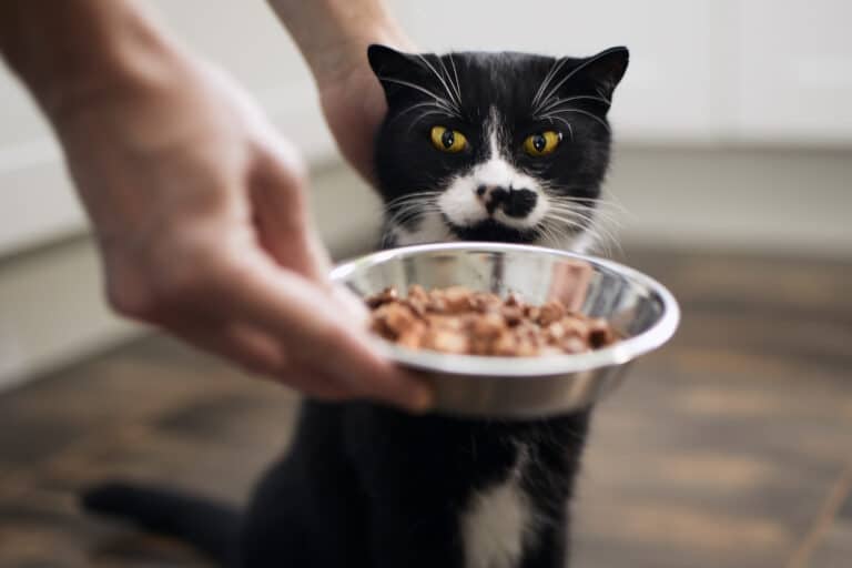 chat