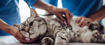 Médecin vétérinaire chat malade blessé
