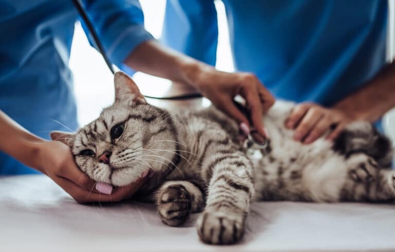 Médecin vétérinaire chat malade blessé