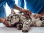 Médecin vétérinaire chat malade blessé