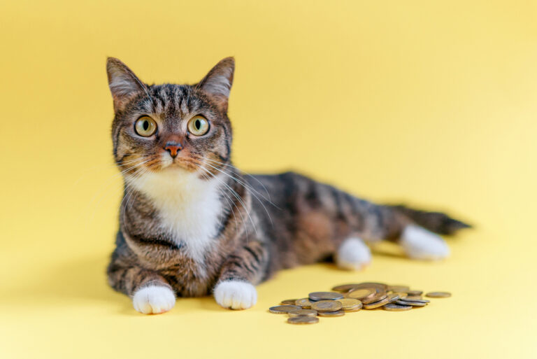 chat argent assurance mutuelle animal de compagnie